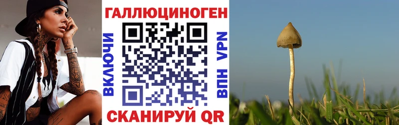 omg зеркало  Карабулак  Псилоцибиновые грибы GOLDEN TEACHER 